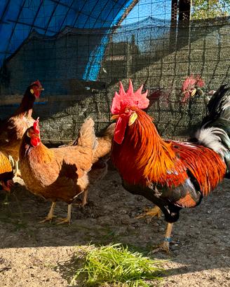 Galline Modenesi
