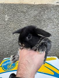 Conigli cuccioli ariete