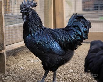 Gallo Cemano