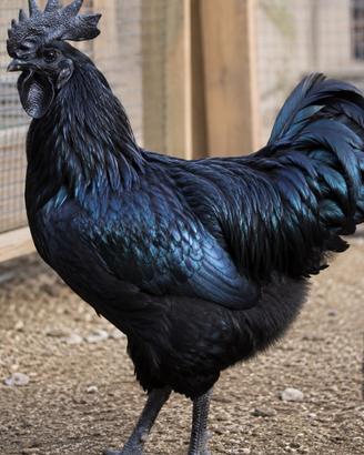 Gallo Cemano