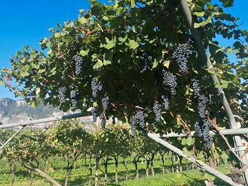 Uva Teroldego 