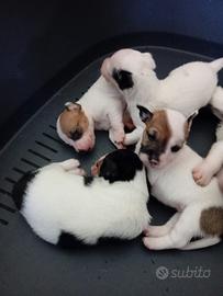 Splendidi cuccioli di Jack Russell (nati a luglio)