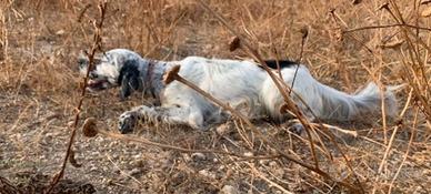 Setter Inglese tutta caccia grande stilista