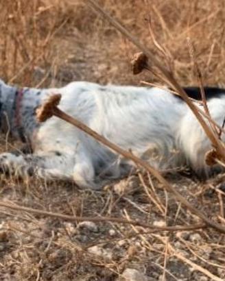 Setter Inglese tutta caccia grande stilista