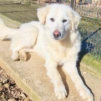 Dafne,merita una magnifica adozione