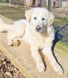 Dafne,merita una magnifica adozione