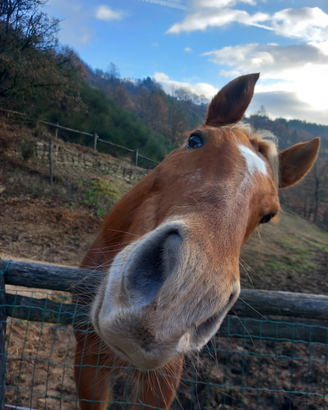 Cavallo