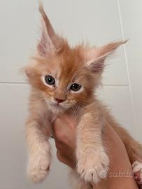 Cucciolo di Maine Coon