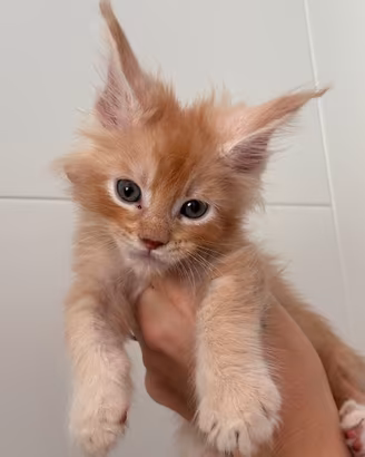 Cucciolo di Maine Coon