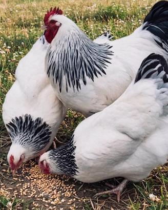 Galline Sussex