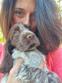 Dog Puppies Bredeers