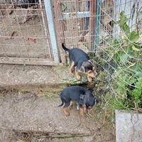 Si regalano Pinscher