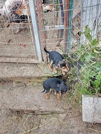 Si regalano Pinscher