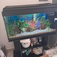 acquario di 300 litri completo di tutto e pesci co