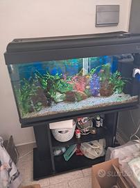 acquario di 300 litri completo di tutto e pesci co