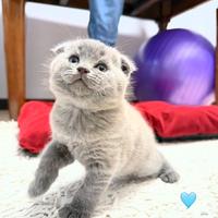Scottish fold blu maschio