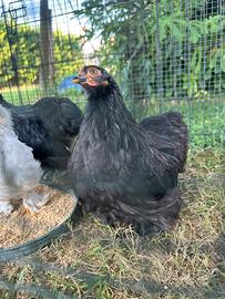 Coppia Galline cocincina nane