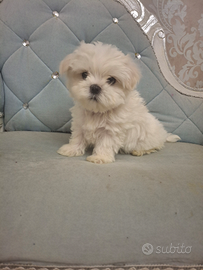 Maltese mini toy