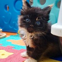 Ultima cucciola maine coon con pedigree