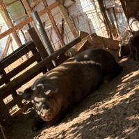 Maiali a spacca e peso