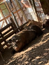 Maiali a spacca e peso