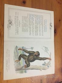 Laboratori farmaceutici maestretti - milano