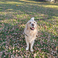 Golden Retriever inglese per accoppiamento