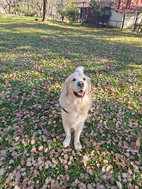 Golden Retriever inglese per accoppiamento