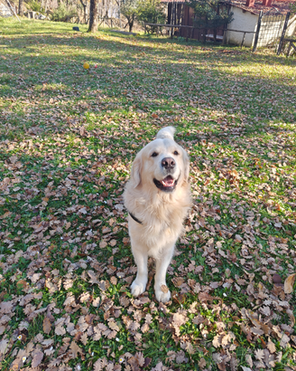 Golden Retriever inglese per accoppiamento