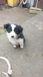 Cuccioli di Border collie