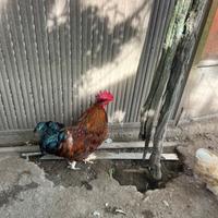 Galli