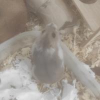 Criceto appena nato Orso Russo