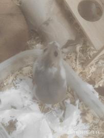 Criceto appena nato Orso Russo