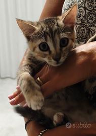 Gattina