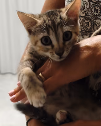 Gattina