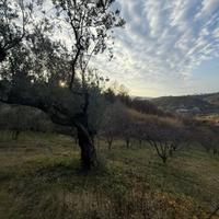 TERRENO AGRICOLO DI 8000 Mq. CON RUDERE
