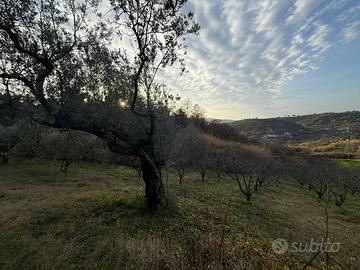 TERRENO AGRICOLO DI 8000 Mq. CON RUDERE