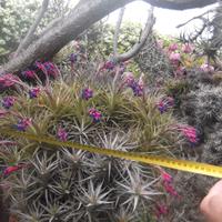 Tillandsia  a cespuglio