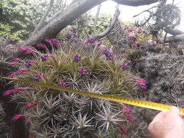 Tillandsia  a cespuglio