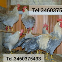 Galli Galli Italiener "Livornese selezione tedesca