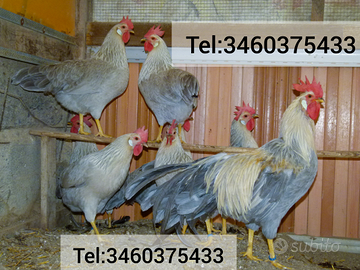 Galli Galli Italiener "Livornese selezione tedesca