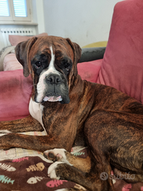 Boxer maschio