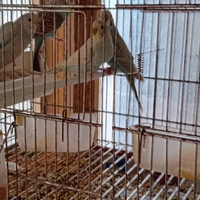 Cocorite azzurro e verdi 14 euro cadauna