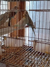 Cocorite azzurro e verdi 14 euro cadauna