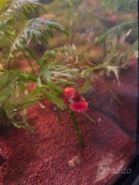 Planorbella lumache acquatiche