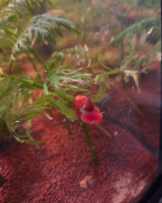 Planorbella lumache acquatiche