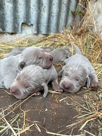 Cucciolata di 6 Weimaraner