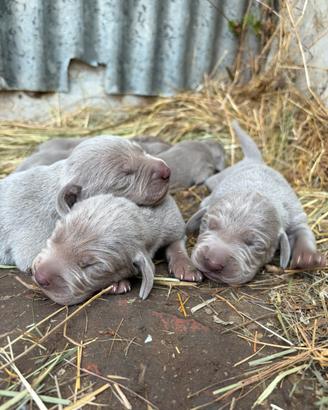 Cucciolata di 6 Weimaraner