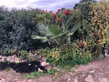 Terreno agricolo Ramacca a 2 min dal centro