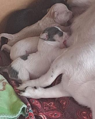 Chihuahua di 60 giorni